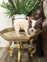 Vinny , a male French Bulldog for sale in Germantown, TN – 4 of 4