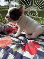 Blue Pied Male, a male French Bulldog for sale in Germantown, TN – 5 of 6