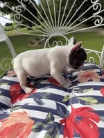 Oliver, a male French Bulldog for sale in Germantown, TN – 4 of 4
