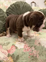 Lambo, a male English Bulldog for sale in Southaven, MS – Photo 2 of 6