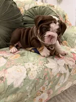 Lambo, a male English Bulldog for sale in Southaven, MS – Photo 4 of 6