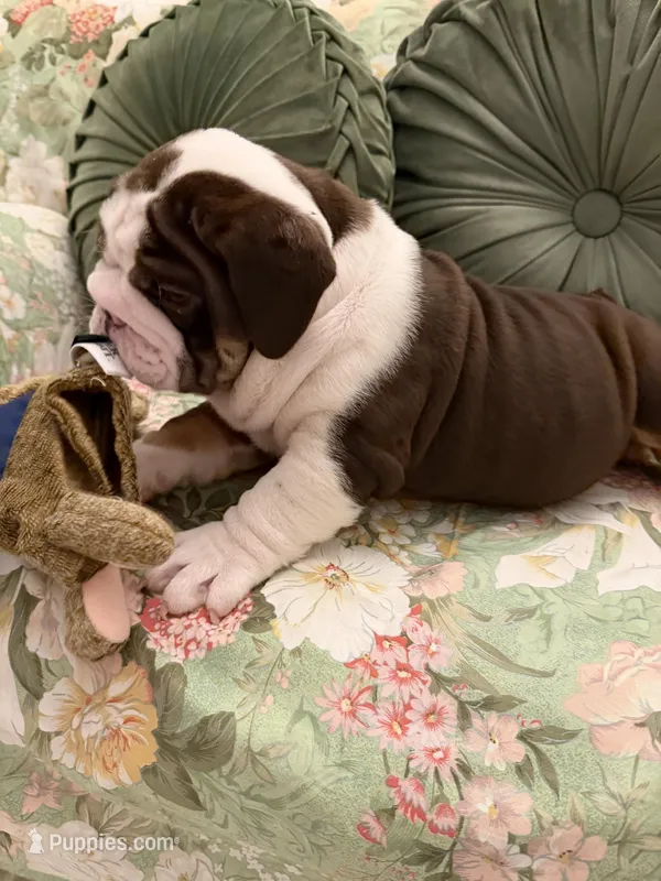 Lambo – English Bulldog puppy for sale in Southaven, MS