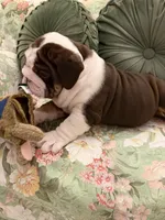 Lambo, a male English Bulldog for sale in Southaven, MS – Photo 1 of 6