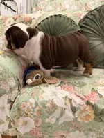 Lambo, a male English Bulldog for sale in Southaven, MS – Photo 6 of 6