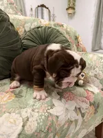 Lambo, a male English Bulldog for sale in Southaven, MS – Photo 3 of 6