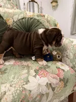 Lambo, a male English Bulldog for sale in Southaven, MS – Photo 5 of 6