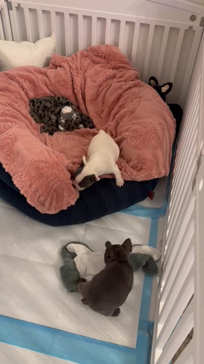 Blue Pied Male, a male French Bulldog for sale in Germantown, TN – 6 of 6