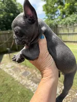 Blue Girl, a female French Bulldog for sale in Germantown, TN – 5 of 7
