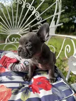 Blue Girl, a female French Bulldog for sale in Germantown, TN – 1 of 7