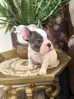 Vinny , a male French Bulldog for sale in Germantown, TN – 2 of 4