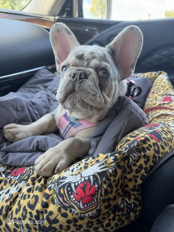 Bourdeaux, a male French Bulldog for sale in Germantown, TN – 1 of 5