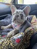 Bourdeaux, a male French Bulldog for sale in Germantown, TN – 1 of 5