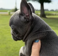 Blue Girl, a female French Bulldog for sale in Germantown, TN – 6 of 7