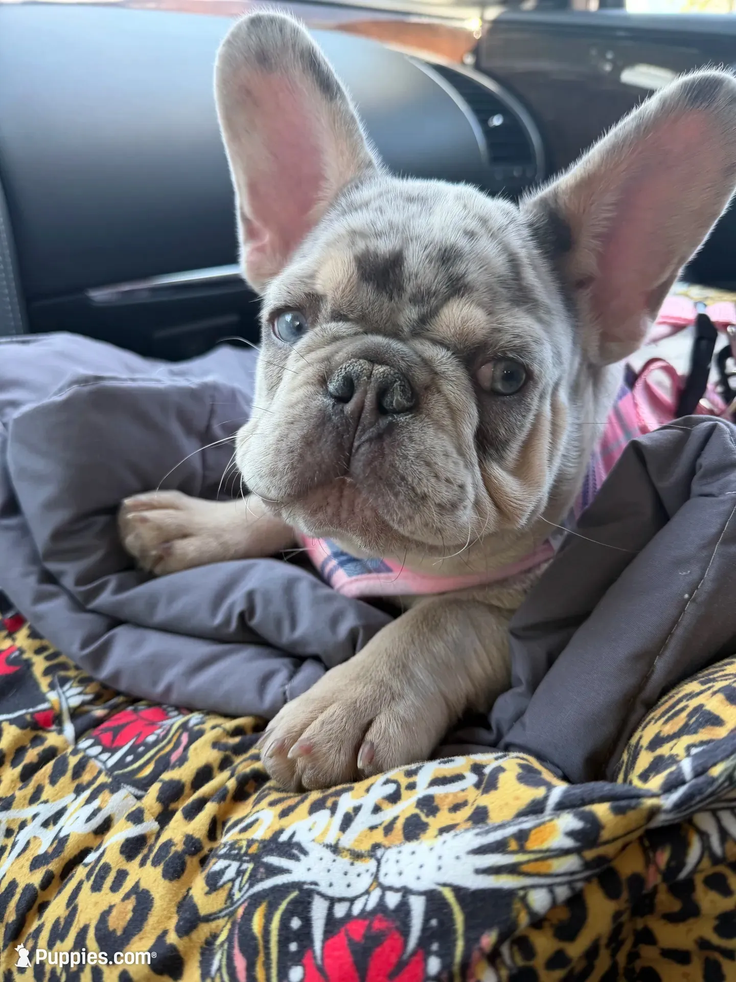 Bourdeaux, a male French Bulldog for sale in Germantown, TN – 2 of 5