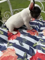 Blue Pied Male, a male French Bulldog for sale in Germantown, TN – 4 of 6
