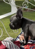Blue Girl, a female French Bulldog for sale in Germantown, TN – 2 of 7
