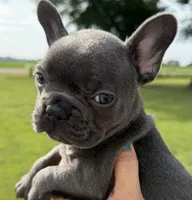 Blue Girl, a female French Bulldog for sale in Germantown, TN – 3 of 7