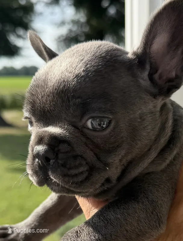 Blue Girl – French Bulldog puppy for sale in Germantown, TN