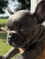 Blue Girl, a female French Bulldog for sale in Germantown, TN – 1 of 4
