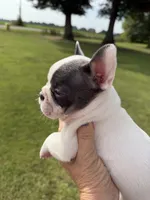 Blue Pied Male, a male French Bulldog for sale in Germantown, TN – 3 of 6