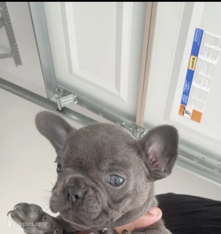 Blue Girl – French Bulldog puppy for sale in Wynne, AR