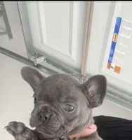 Blue Girl, a female French Bulldog for sale in Wynne, AR – 1 of 5