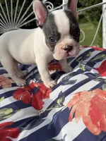 Oliver, a male French Bulldog for sale in Germantown, TN – 3 of 4
