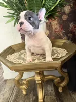 Vinny , a male French Bulldog for sale in Germantown, TN – 3 of 4