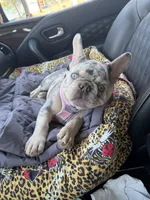 Bourdeaux, a male French Bulldog for sale in Germantown, TN – 4 of 5