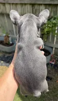Blue Girl, a female French Bulldog for sale in Germantown, TN – 4 of 7