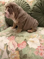 Tootsie Roll, a female English Bulldog for sale in Southaven, MS – Photo 5 of 5