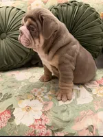 Tootsie Roll, a female English Bulldog for sale in Southaven, MS – Photo 2 of 5