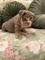 Tootsie Roll, a female English Bulldog for sale in Southaven, MS – Photo 4 of 5