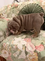 Tootsie Roll, a female English Bulldog for sale in Southaven, MS – Photo 3 of 5