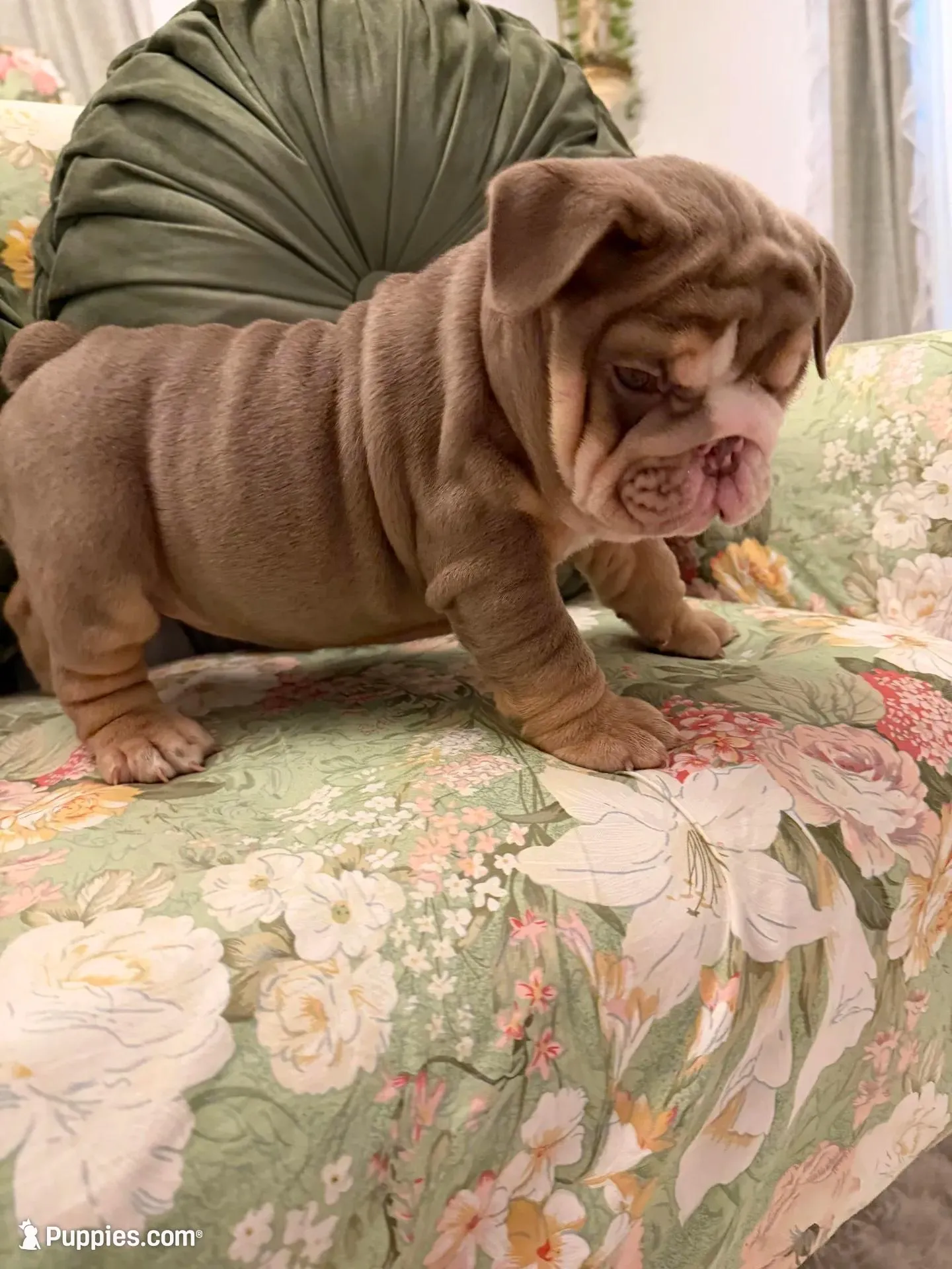 Tootsie Roll – English Bulldog puppy for sale in Southaven, MS