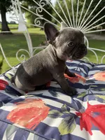 Blue Girl, a female French Bulldog for sale in Germantown, TN – 4 of 4