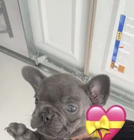 Blue Girl, a female French Bulldog for sale in Germantown, TN – 7 of 7