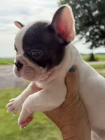 Blue Pied Male, a male French Bulldog for sale in Germantown, TN – 1 of 6