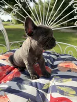 Blue Girl, a female French Bulldog for sale in Germantown, TN – 3 of 4