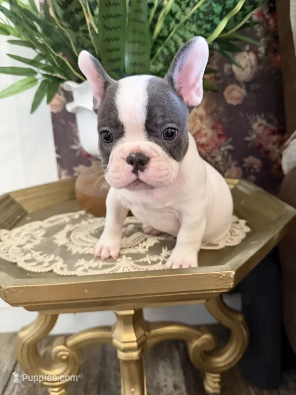 Vinny  – French Bulldog puppy for sale in Germantown, TN