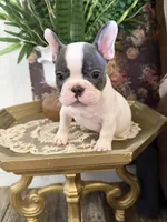 Vinny , a male French Bulldog for sale in Germantown, TN – 1 of 4