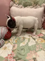 Blue Pied Male, a male French Bulldog for sale in Germantown, TN – 2 of 6