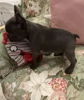 Blue Girl, a female French Bulldog for sale in Germantown, TN – 2 of 4