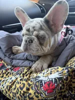 Bourdeaux, a male French Bulldog for sale in Germantown, TN – 3 of 5