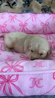 Pink, a male Golden Retriever and English Cream Golden Retriever for sale in Katy, TX – 3 of 9