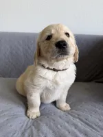 Brown, a male Golden Retriever and English Cream Golden Retriever for sale in Katy, TX – 1 of 9