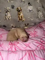 Pink, a male Golden Retriever for sale in Katy, TX – Photo 1 of 7