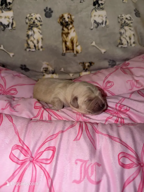 Brown – Golden Retriever puppy for sale in Katy, TX