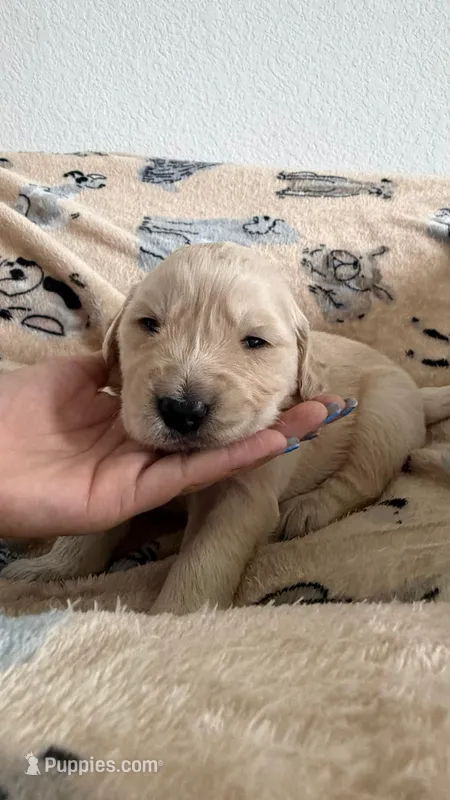 Blue – Golden Retriever, English Cream Golden Retriever puppy for sale in Katy, TX