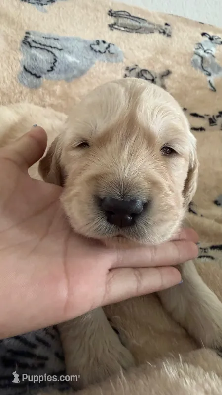 Red – Golden Retriever, English Cream Golden Retriever puppy for sale in Katy, TX
